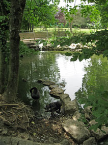 swans and pond