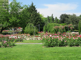 Rose Garden