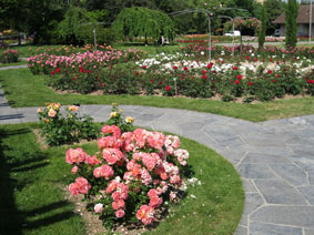 Rose Garden