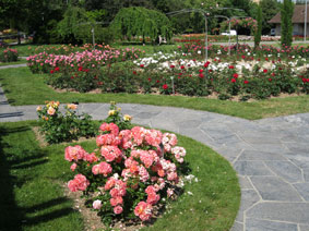 Rose Garden