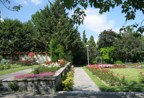 Rose Garden