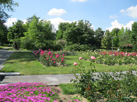 Rose Garden