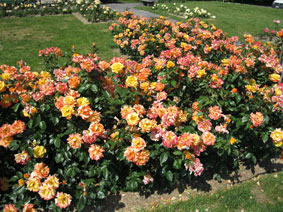 Rose Garden