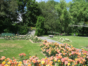 Rose Garden