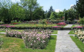 Rose Garden