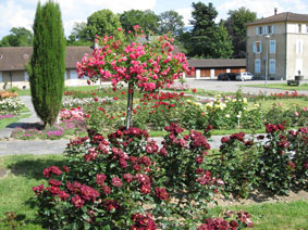 Rose Garden