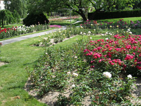 Rose Garden