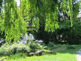 pond under willows