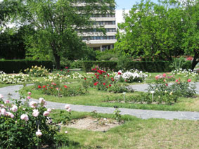 Rose Garden