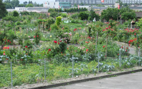 Jardin familiaux - Bois des Freres