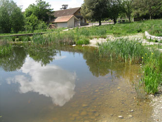 wetland