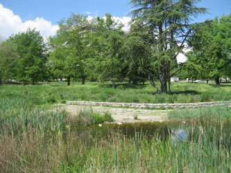 wetland